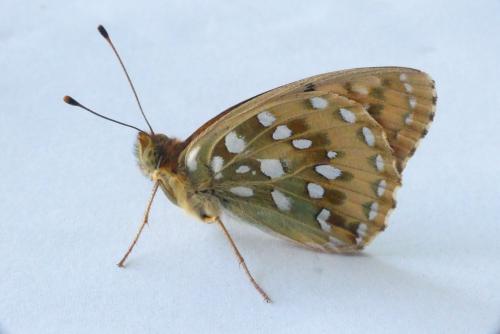 Argynnis aglaja